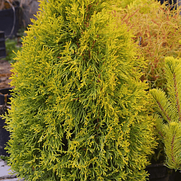 Туя западная Smaragd Goldstrike