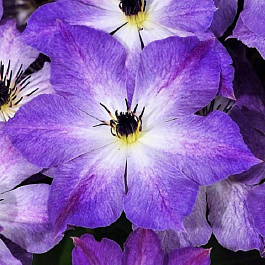 Клематис крупноцветковый Клаудберст