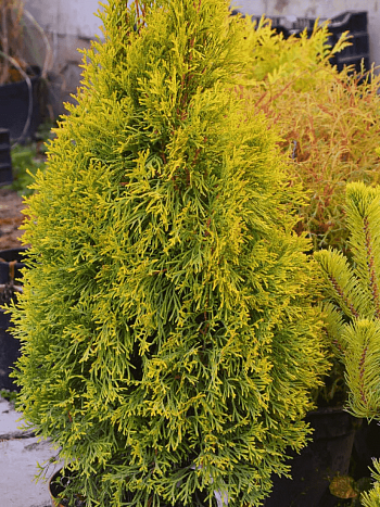 Туя западная Smaragd Goldstrike