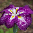 Ирис японский Агрипинелла