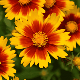 Кореопсис крупноцветковый UpTick Gold