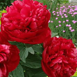 Пион Молочноцветковый Adolphe Rousseau