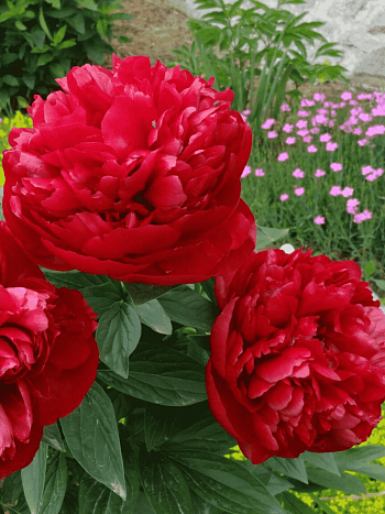 Пион Молочноцветковый Adolphe Rousseau