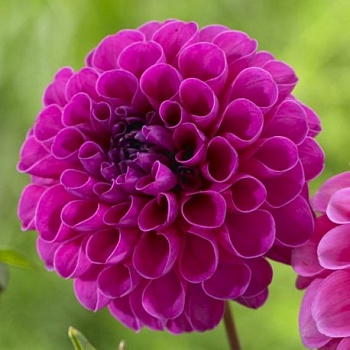 Георгина махровая Boom Boom Purple