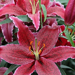 Лилия восточная Блэк Белт