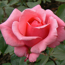 Роза чайно-гибридная Бель Анж