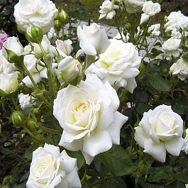 Роза Кордес флорибунда Тиара