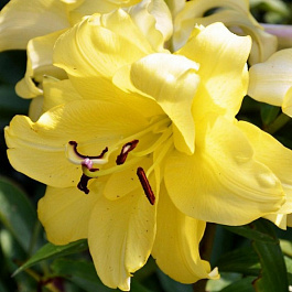 Лилия восточная махровая Фифти Фифти НАБОР 2ШТ (1+1)