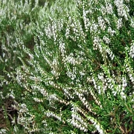 Вереск обыкновенный Alba Praecox