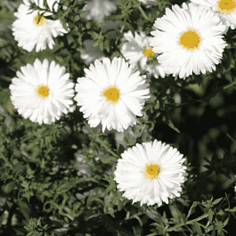 Астра ново бельгийская White Ladies