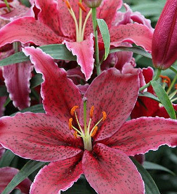 Лилия восточная Блэк Белт