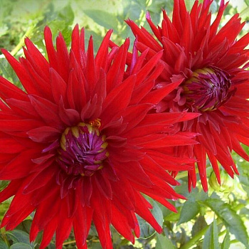 Георгина Полукактусовая Мингус Джеки