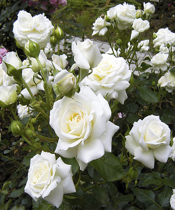 Роза Кордес флорибунда Тиара