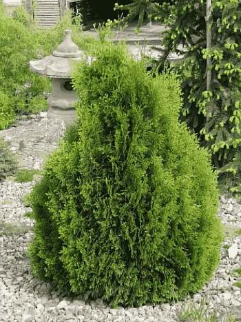 Туя западная Miky