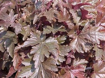 Гейхерелла  Burnished Bronze