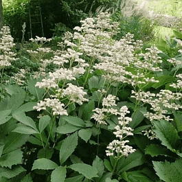 Роджерсия перистая Henry