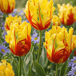 Тюльпан Texas Flame