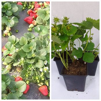 Земляника садовая Лорд НАБОР 3ШТ