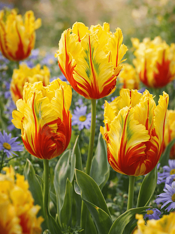 Тюльпан Texas Flame