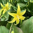 Эритрониум (кандык) Kondo
