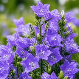 Колокольчик персиколистный Earlion Deep Blue