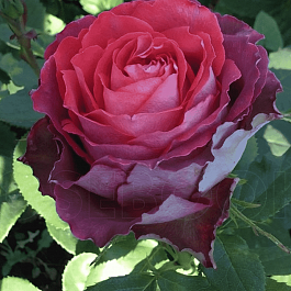 Роза чайно-гибридная Guinness