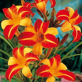 Лилейник двухцветный