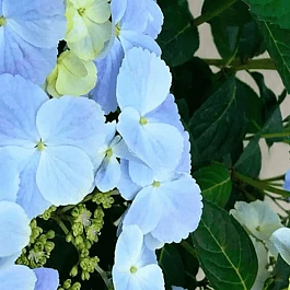 Гортензия гибридная French Bolero Blue