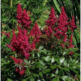 Астильба Арендса Пол Гардер