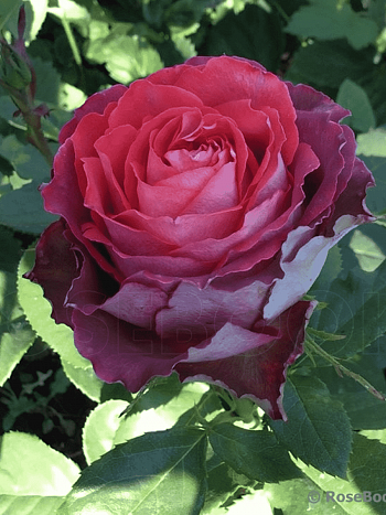 Роза чайно-гибридная Guinness