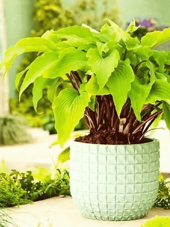 Хоста Gooseberry Sunday