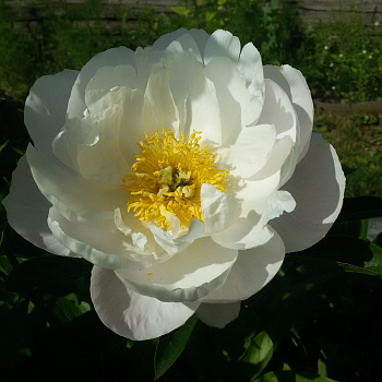 Пион травянистый Мисс Америка