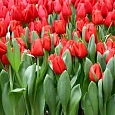 Тюльпан триумф Escape