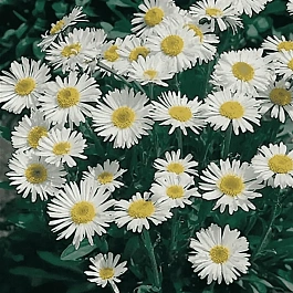 Астра альпийская White