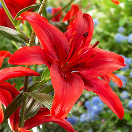 Лилия азиатская Ред Каунти НАБОР 2ШТ (2+2)