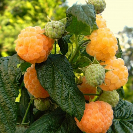 Малина ремонтантная Абрикосовая