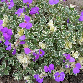 Обриетта Вариегата