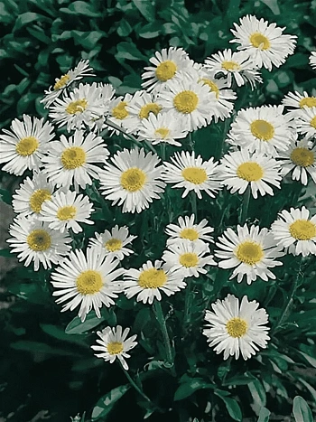 Астра альпийская White