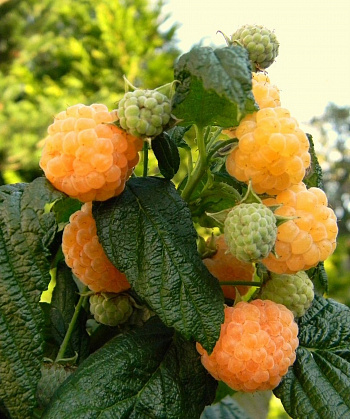 Малина ремонтантная Абрикосовая