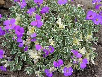 Обриетта Вариегата Обриетта Вариегата