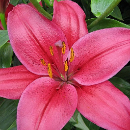 Лилия Ла-гибрид Рилусида