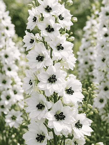 Дельфиниум  культурный M. F. White Dark Bee