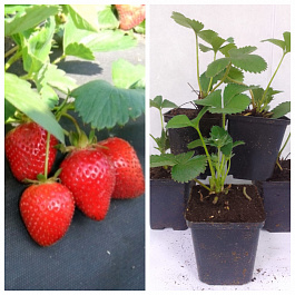 Земляника садовая Фурор НАБОР 5ШТ