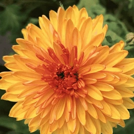 Хризантема корейская Янтарный Бриз