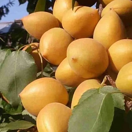 Абрикос Манитоба