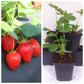 Земляника садовая Фурор НАБОР 5ШТ