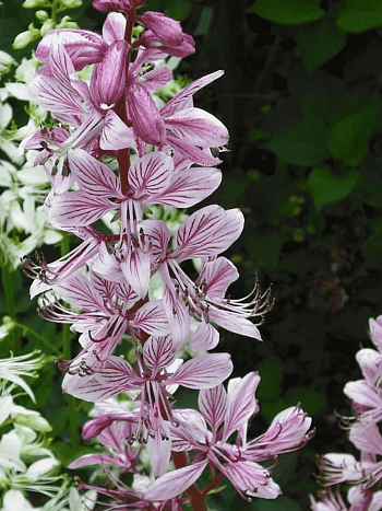 Ясенец белый Purpureus