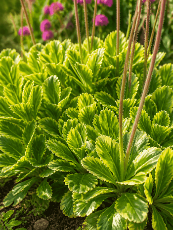 Камнеломка городская Variegata