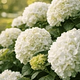 Гортензия крупнолистная Endless Summer The Bride