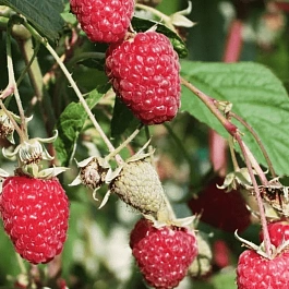 Малина ремонтантная Осенняя Красавица